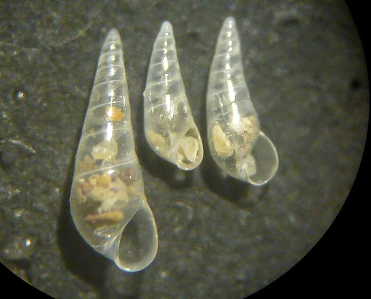 Eulimidi da determinare